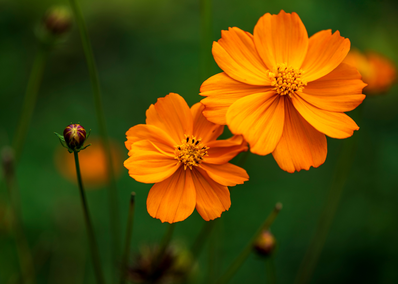 Orange Flowers in Bloom